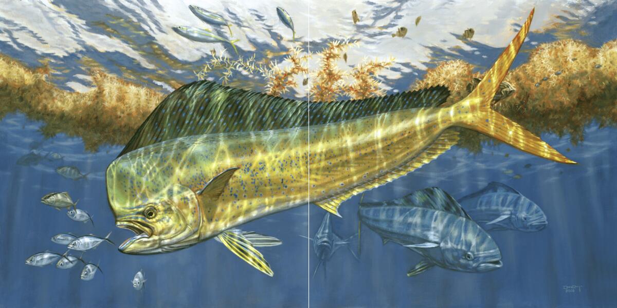 Ceramic Backsplash Tile Mural Fishing Kitchen/Bathroom/Shower - Dorado - Don Ray - Picture 2 of 11