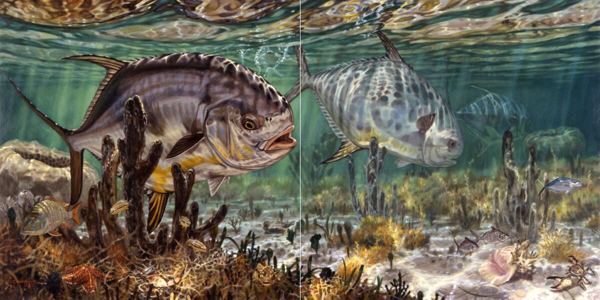 Ceramic Backsplash Tile Mural Fishing Kitchen/Bathroom/Shower - Prowling Permit